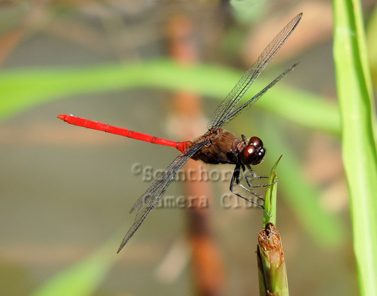 Dragonfly Flygia Amazonica